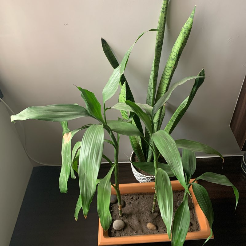 Walk on Your Way logo