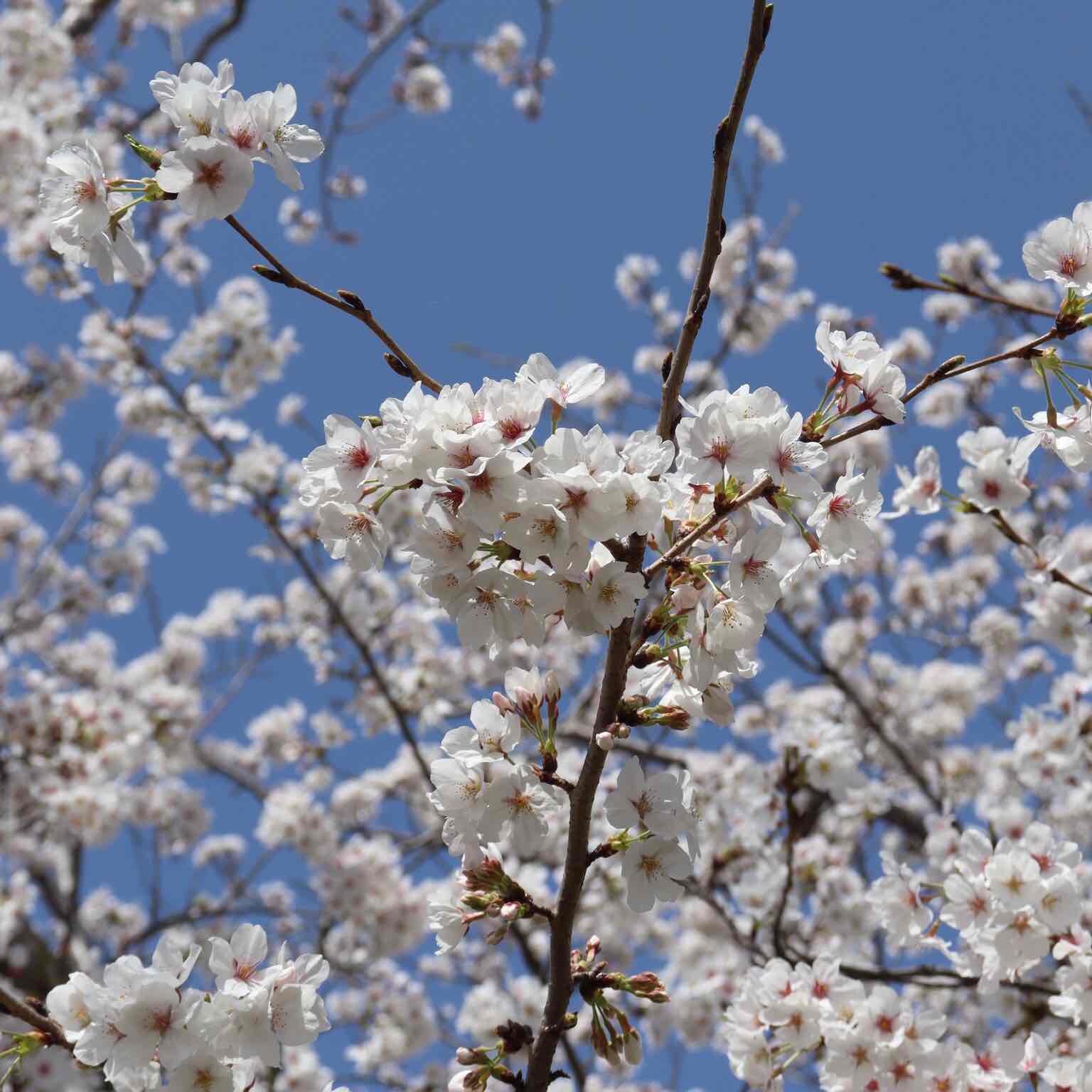 早良区にジョギングの友達 logo