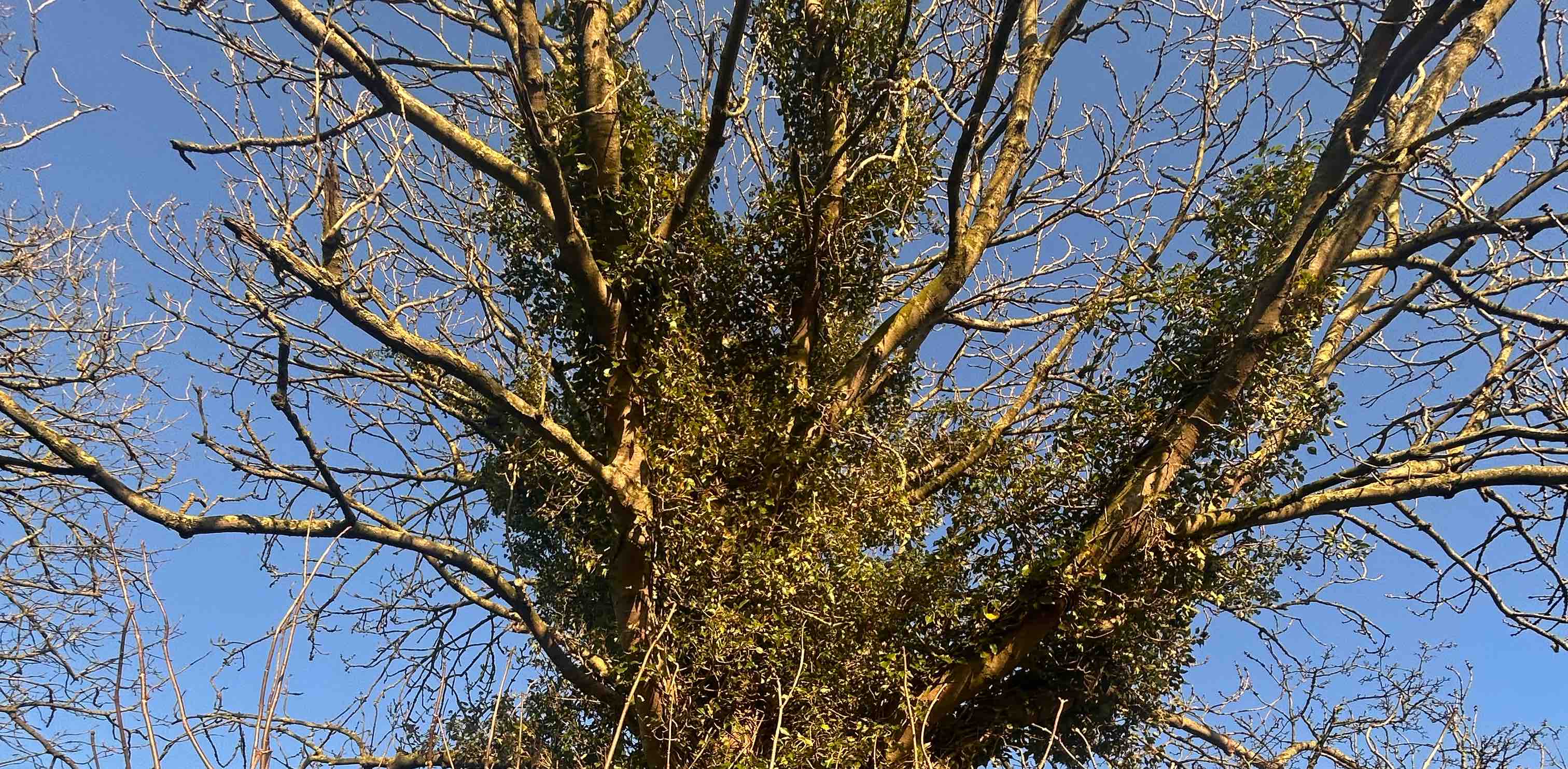 Scottish Borders walks/workout banner