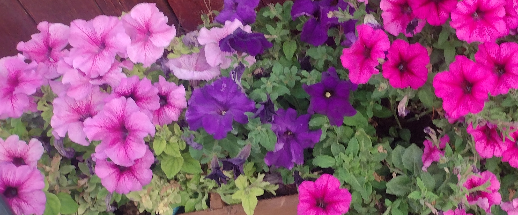 Beauty's Beast banner