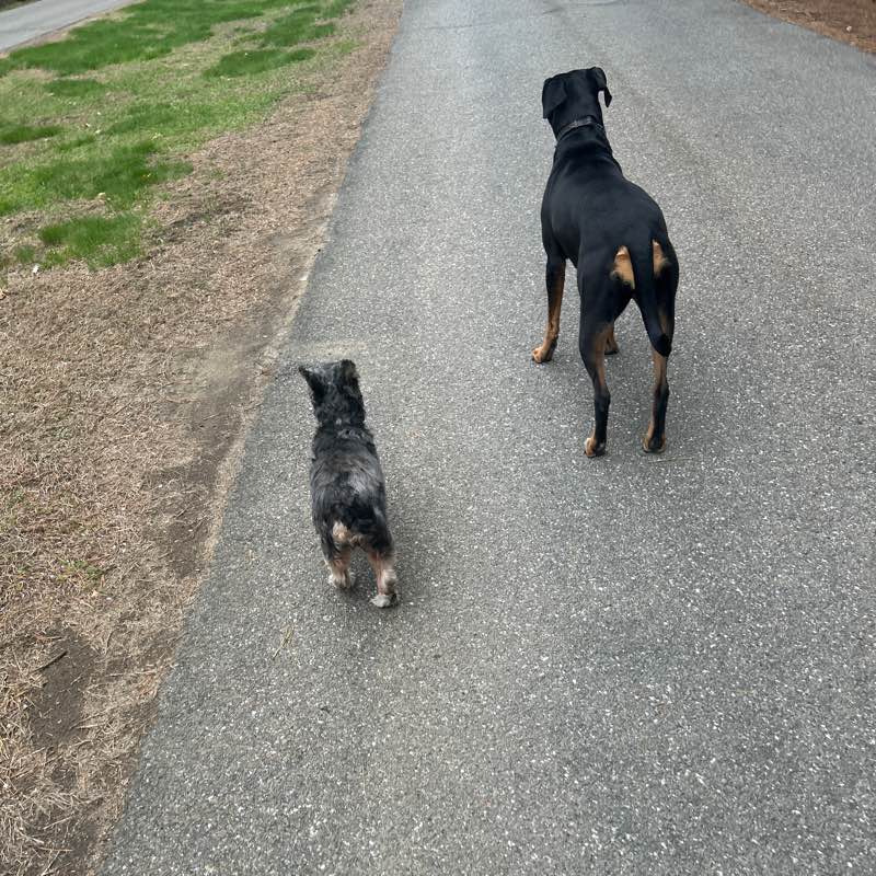 Loretta’s Spring Stepping CHa logo