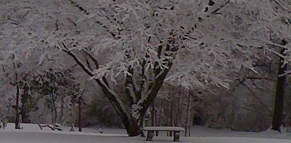 City Snow Birds❄️ banner