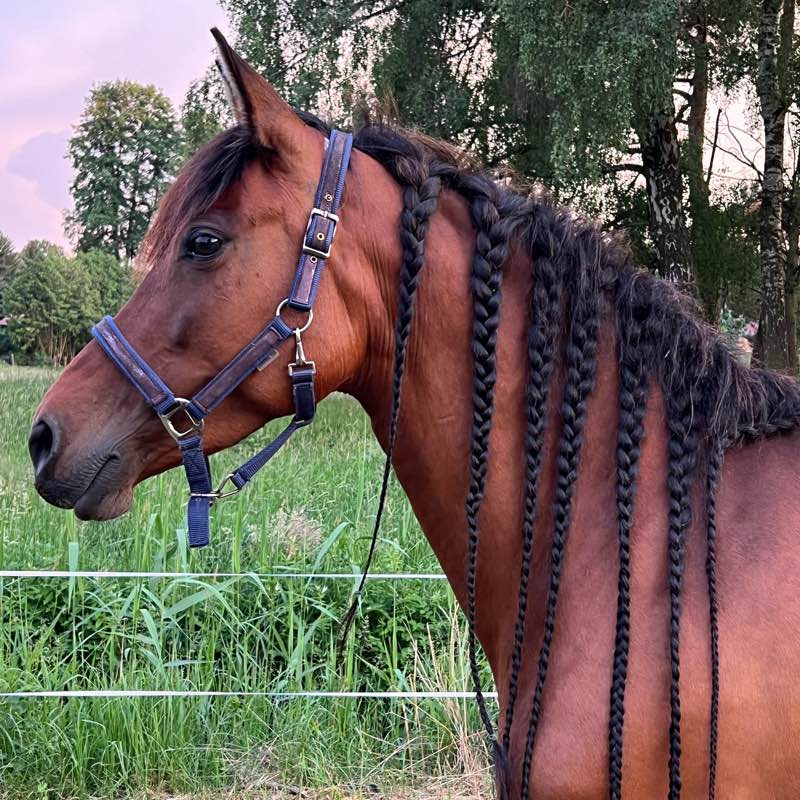 Spazieren und Reiten Berlin logo