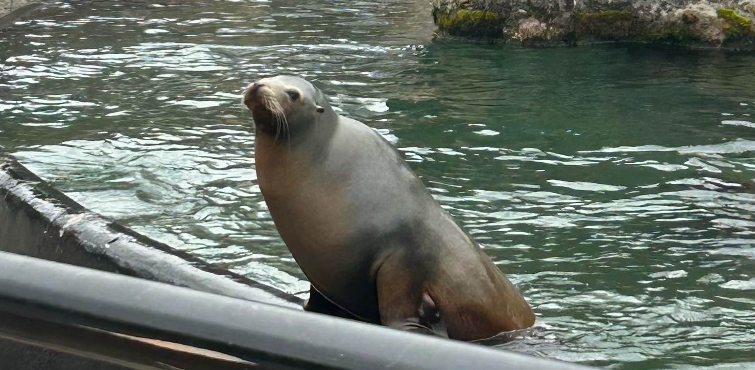 old grandma gaming banner