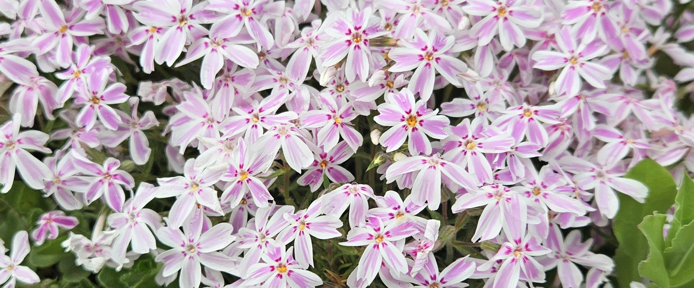 🇵🇰PAKISTAN 🇵🇰 PACERS🇵🇰 banner