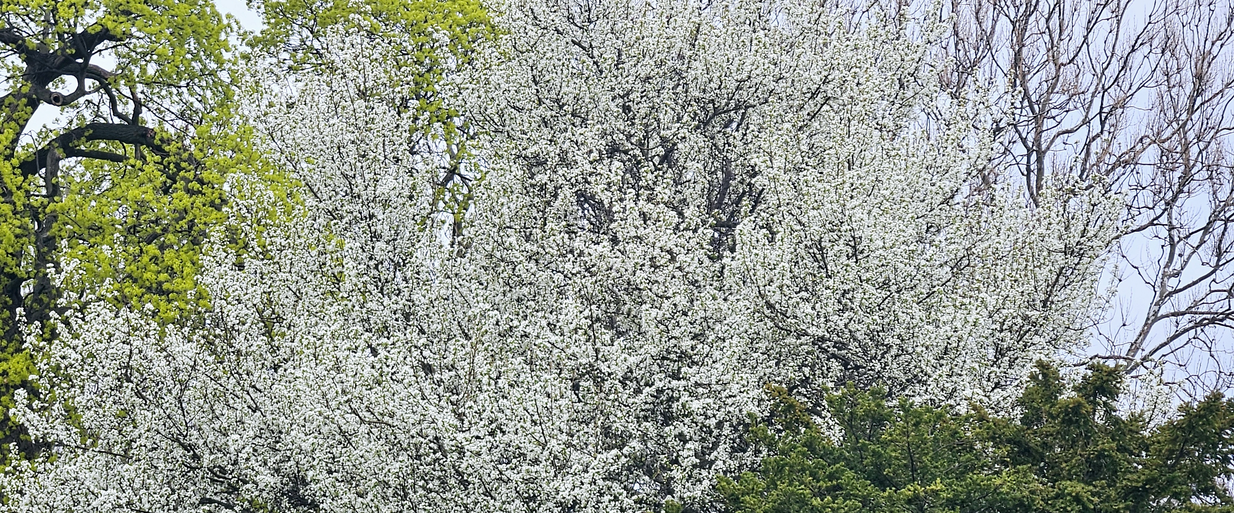🇮🇳 Warriors🇮🇳 banner