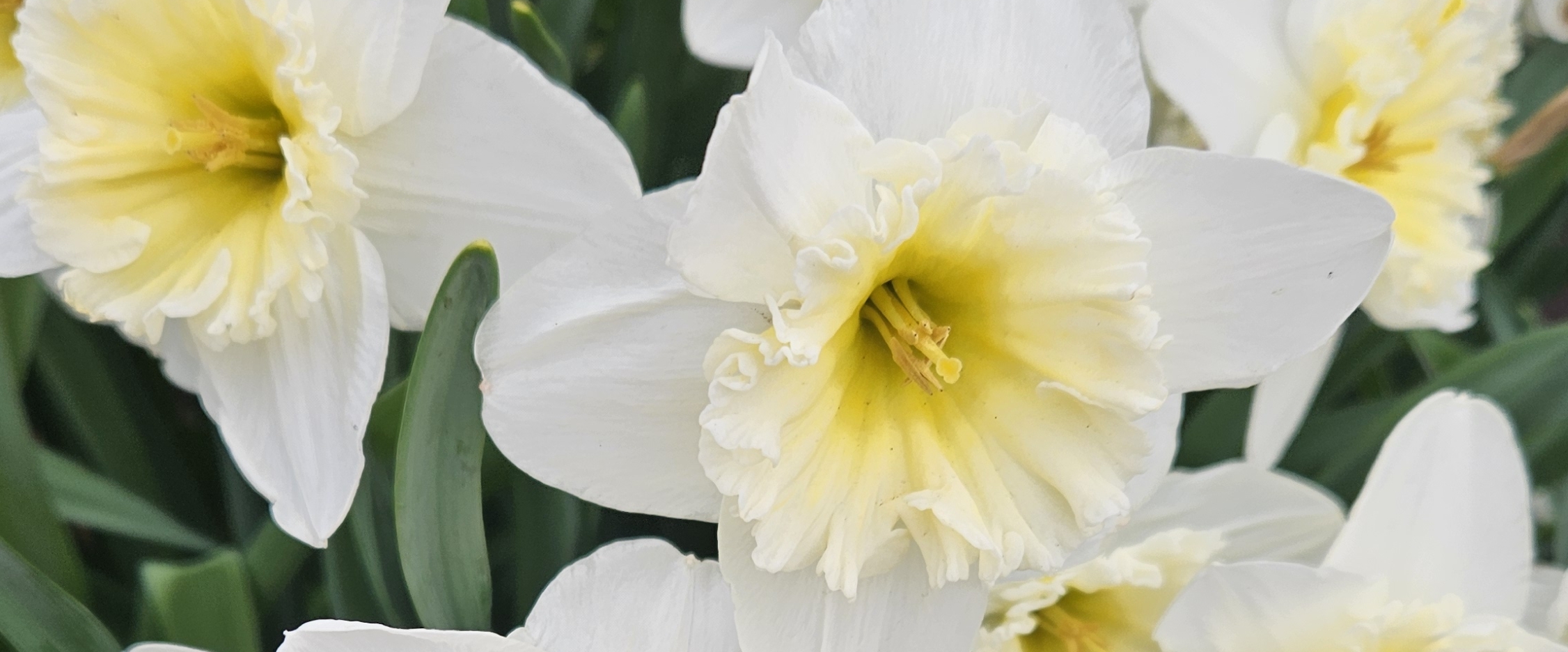 🇮🇳INDIA WALKERS🇮🇳 banner