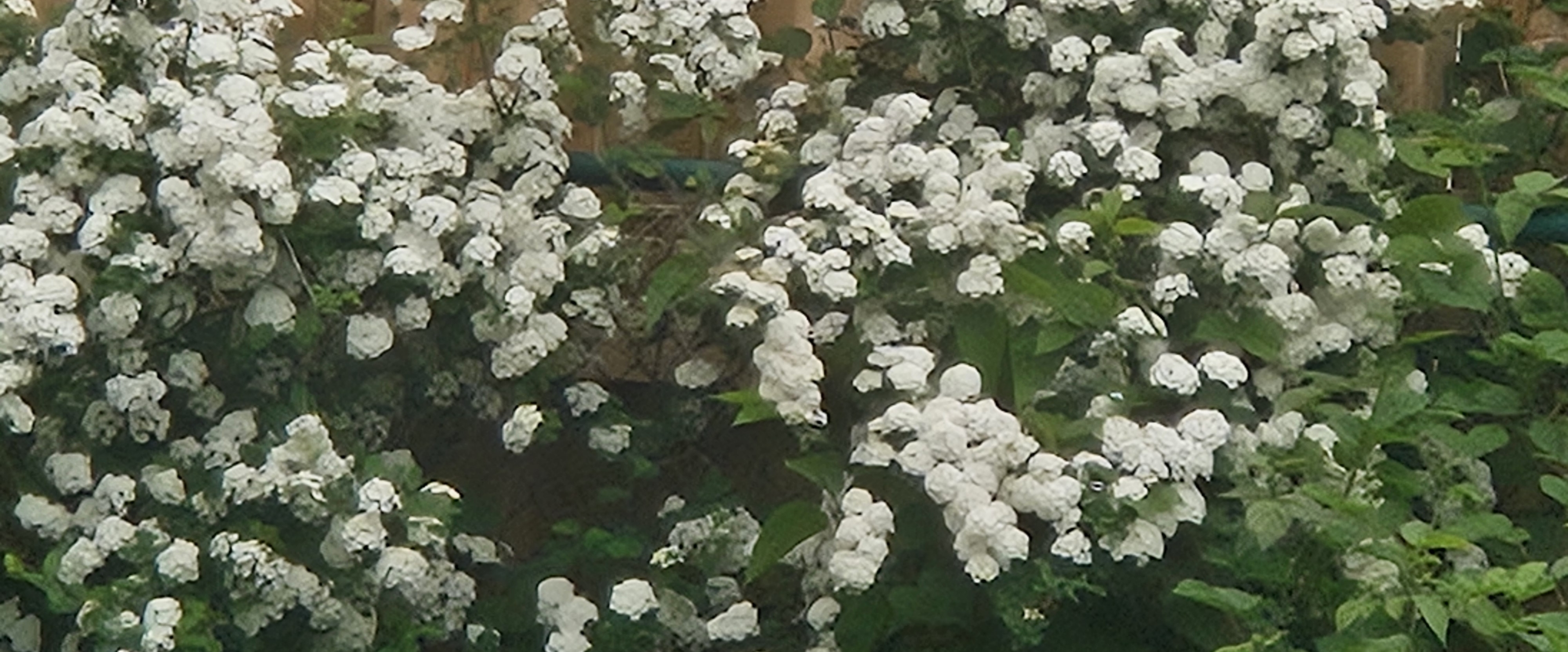 Kharghar Morning Walkers banner