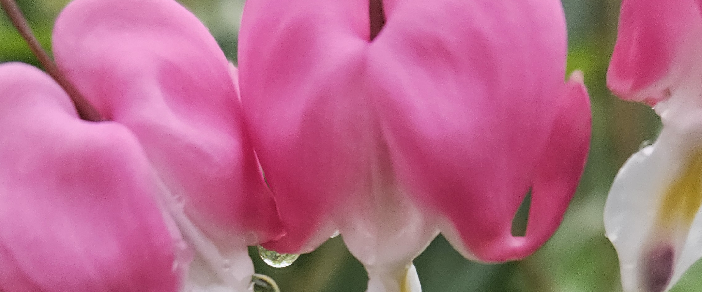 🌅SUNRISE PACERS🌅 banner