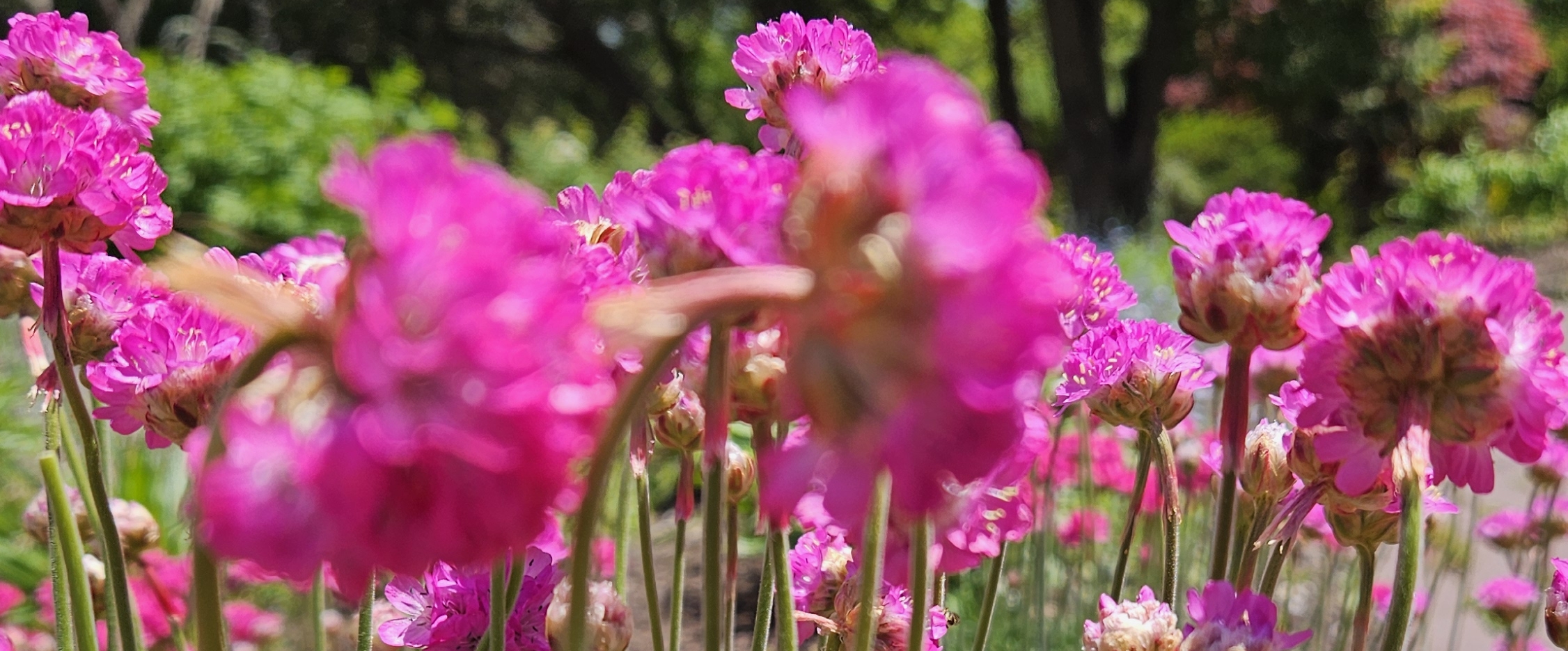 Walking in the Netherlands 😃 banner