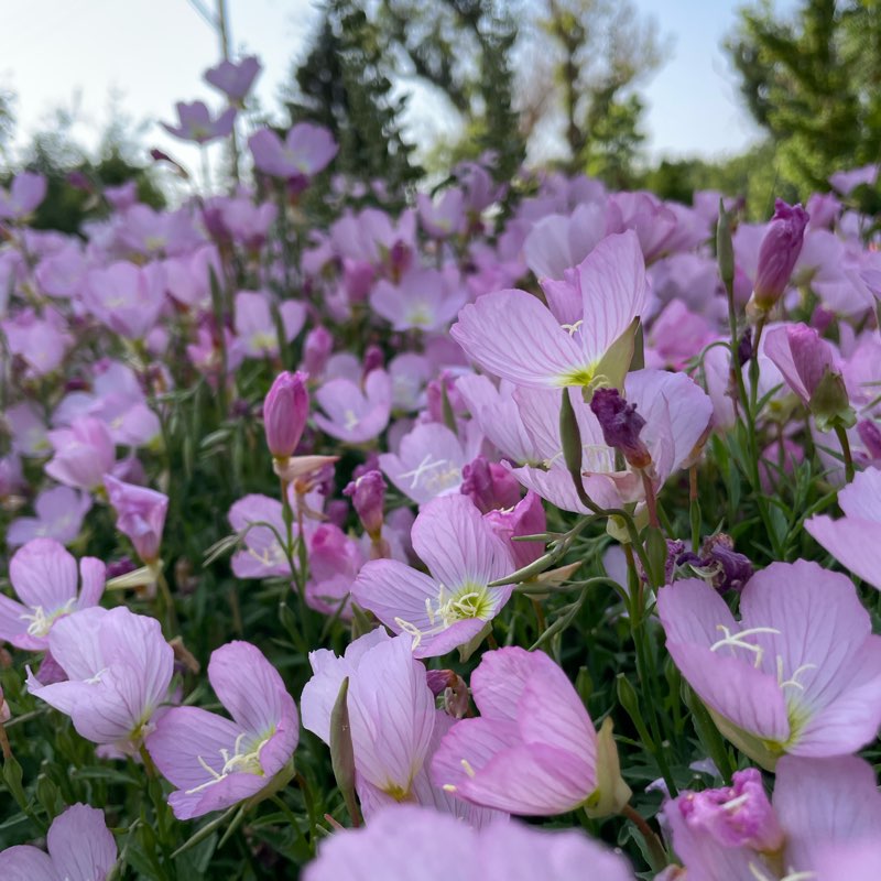 خوش استايل ها logo