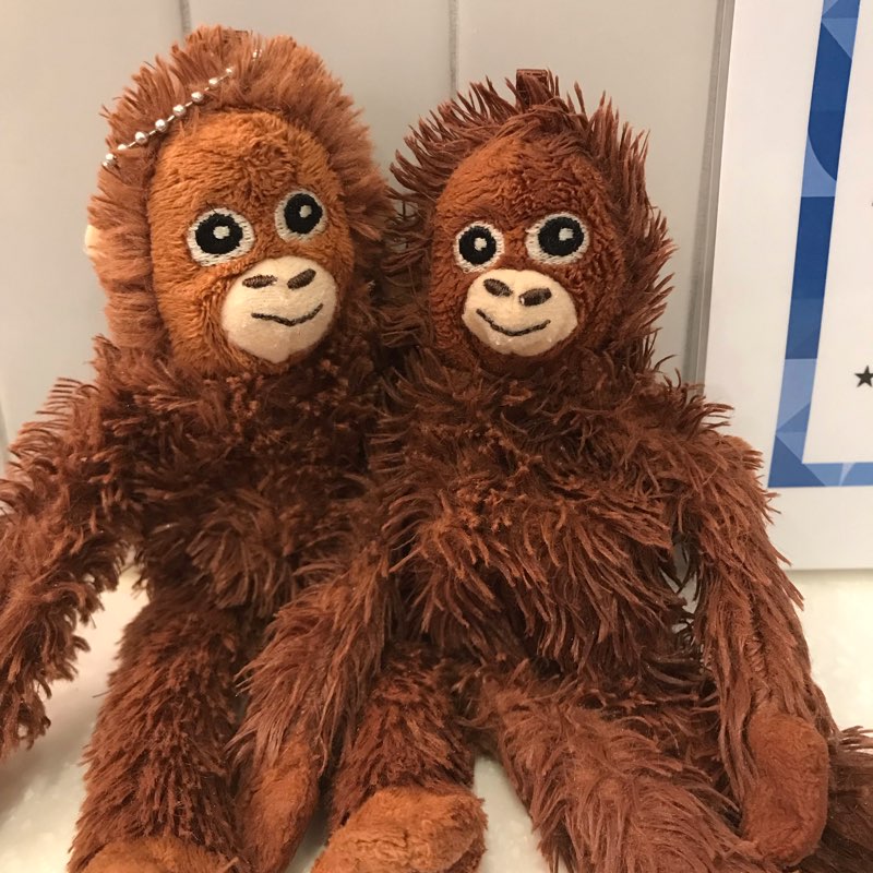 오랑우탄 만보걷기 logo