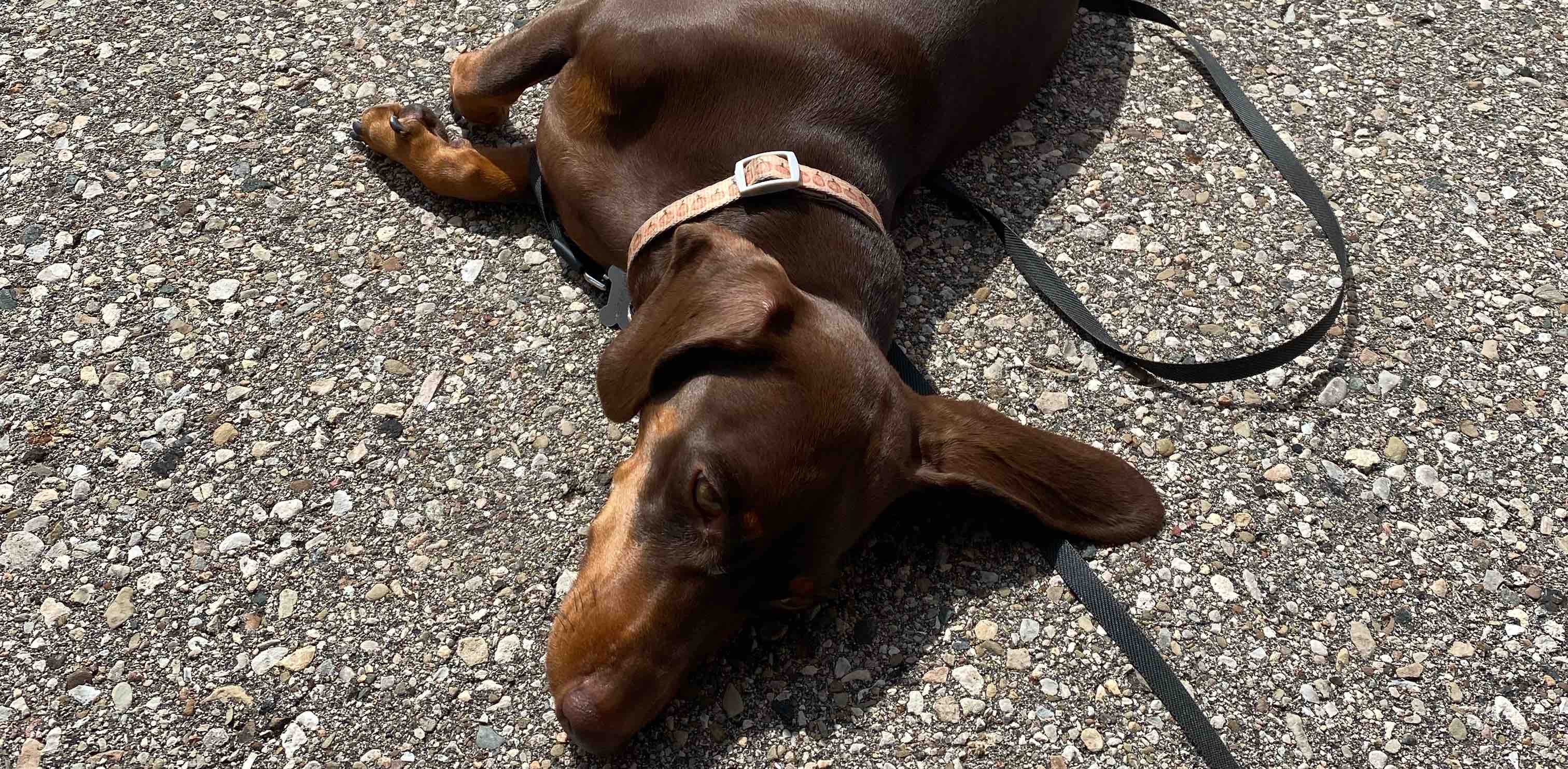 June Step Challenge🔥🔥 banner