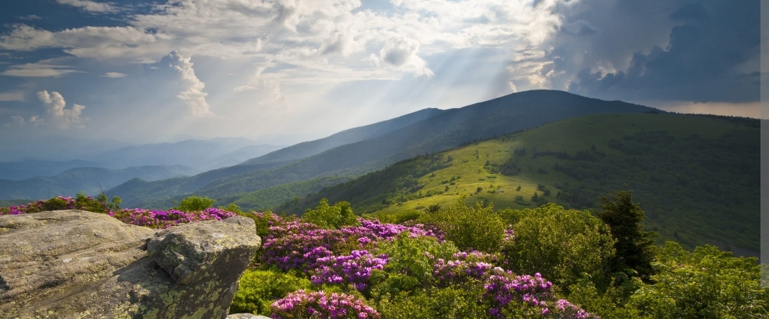 Keep the But, Lose the Gut banner