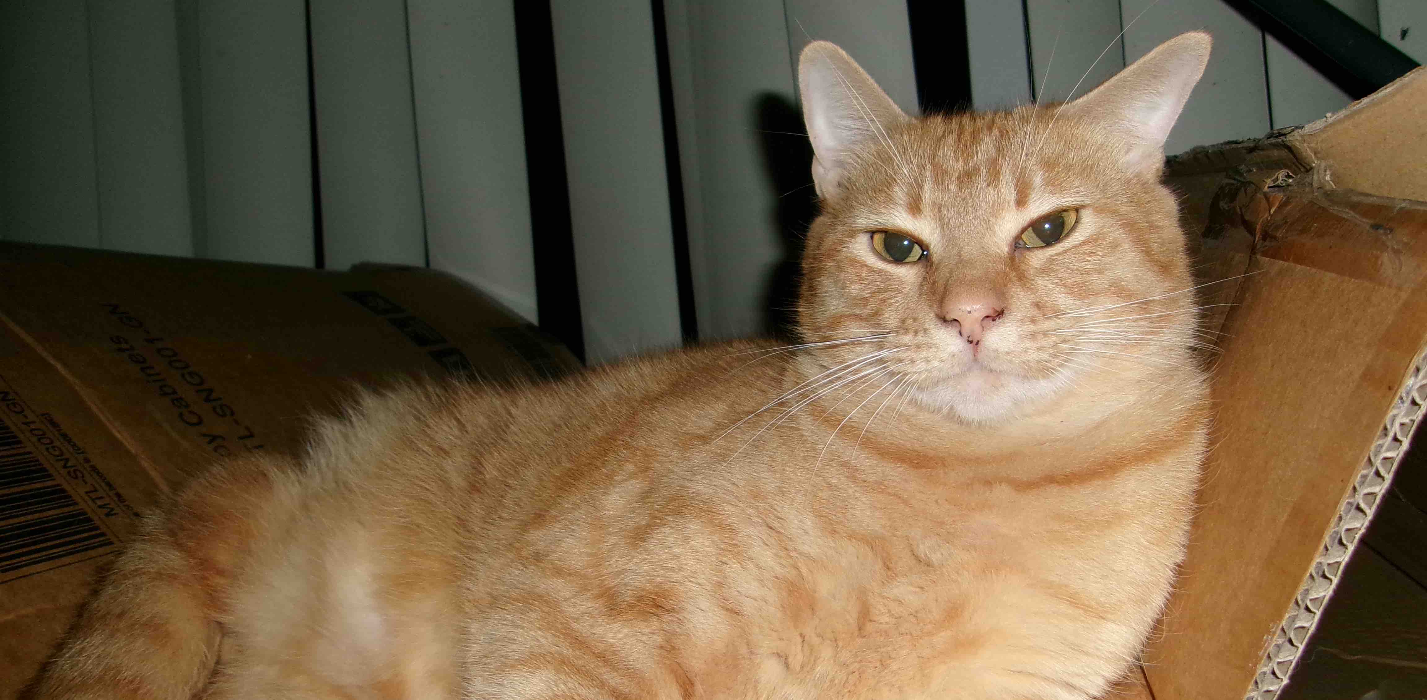 Steps challenge :) banner