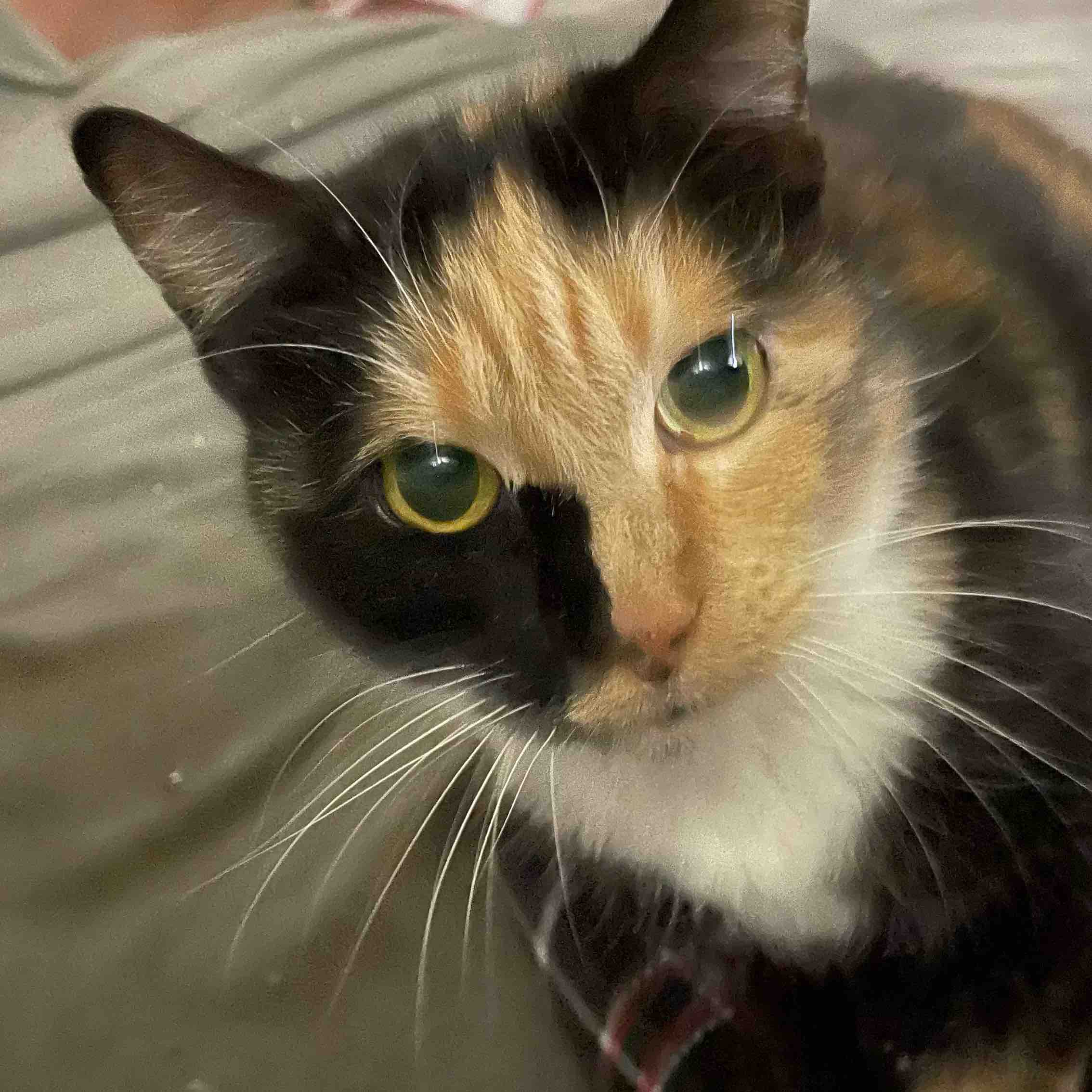 Steps challenge :) logo