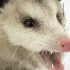 The Indeterminate Opossum Party logo