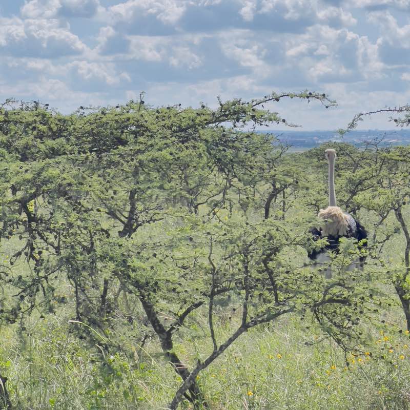 friends walking logo