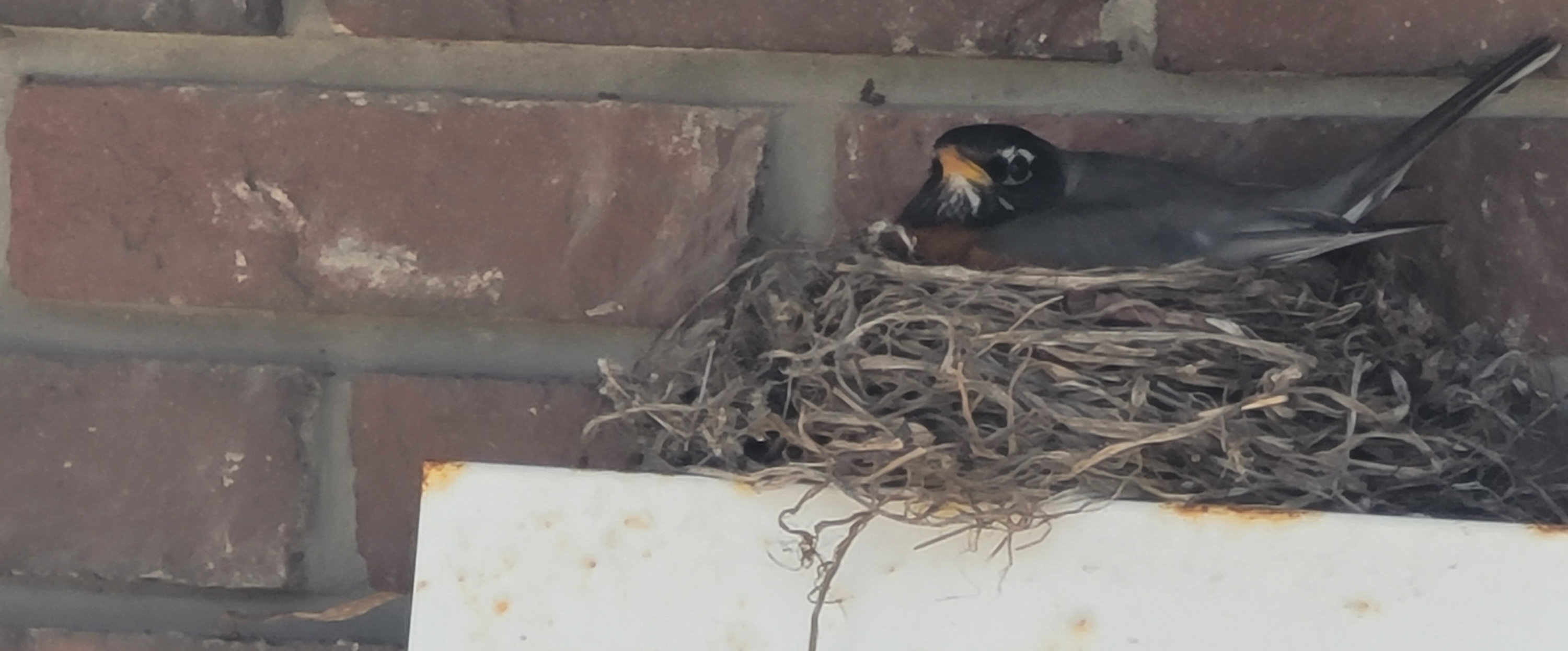 The EBC Connection 💒 banner