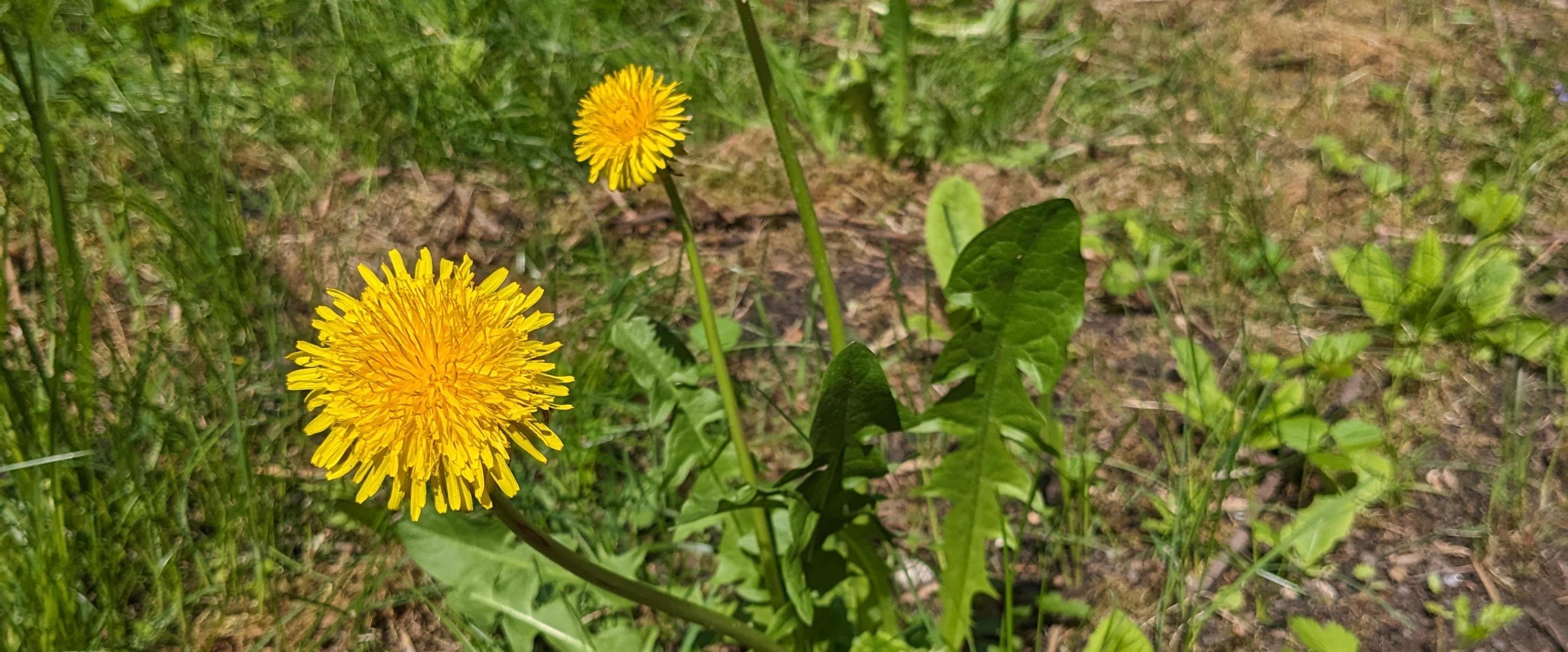 Walking Sozis intern banner