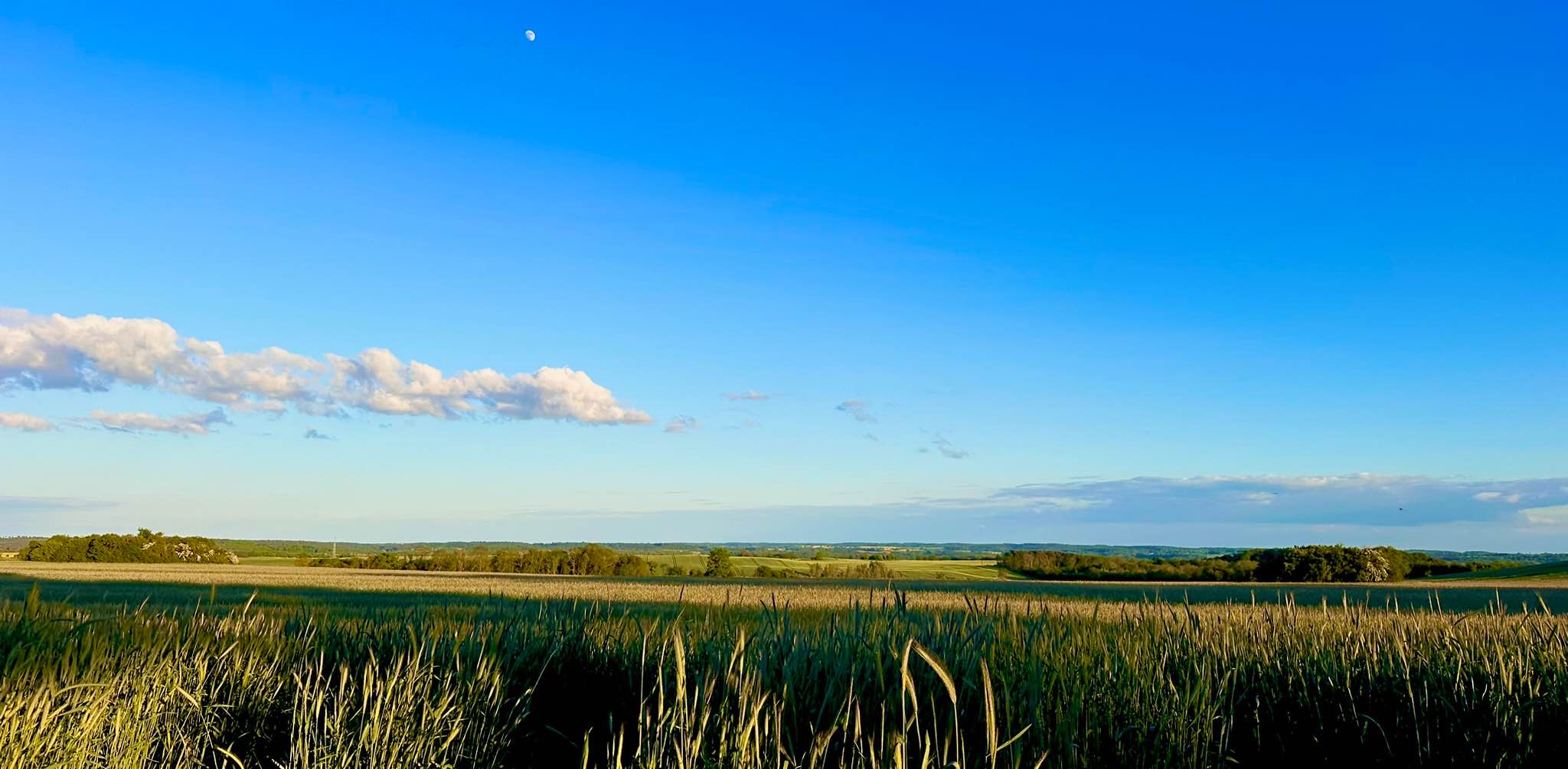 Die Schrittverwandten banner