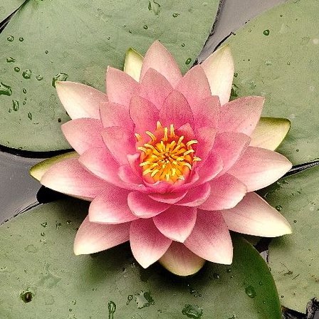 Lotus on the Move 🪷👣 logo