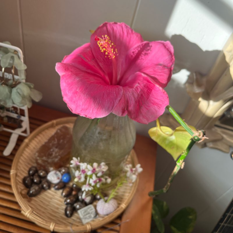 California Girls 💕 logo