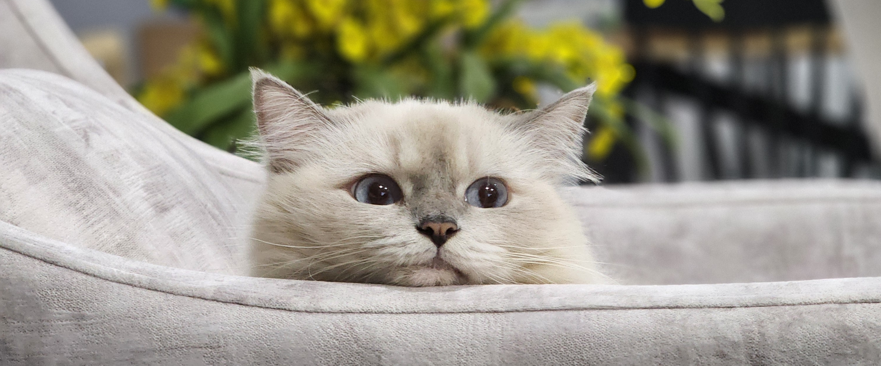 We are Tsuki's banner