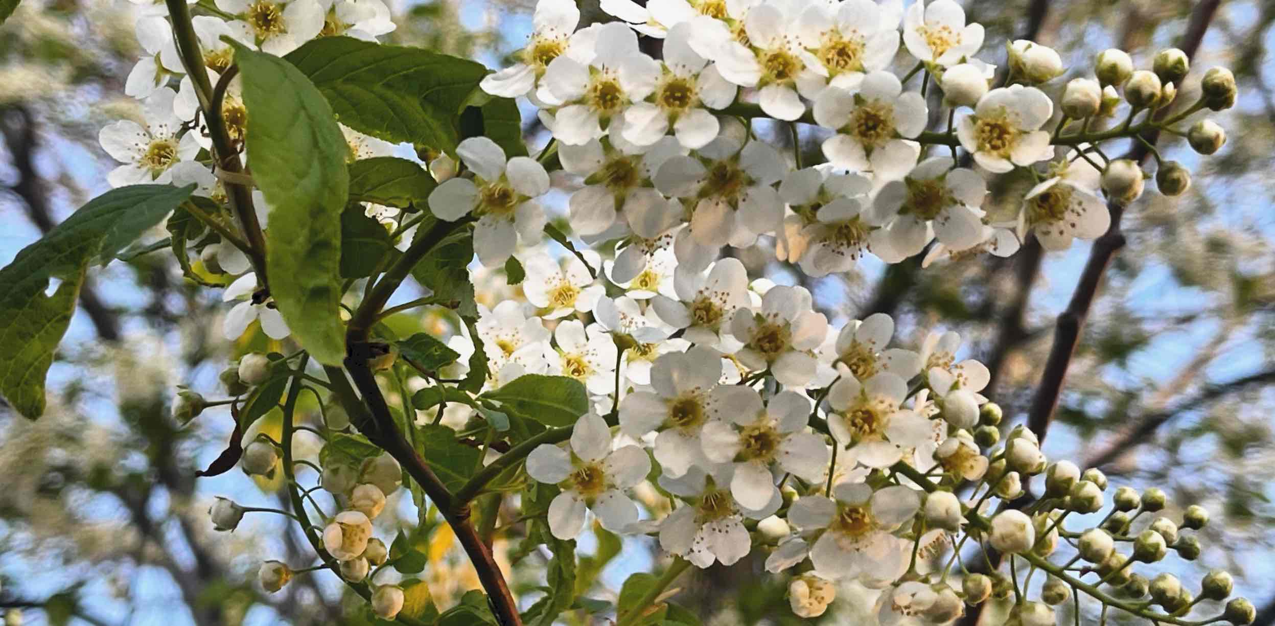 чЭлЭндж banner