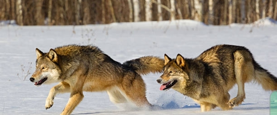 Wolfe Adventure Challenges banner