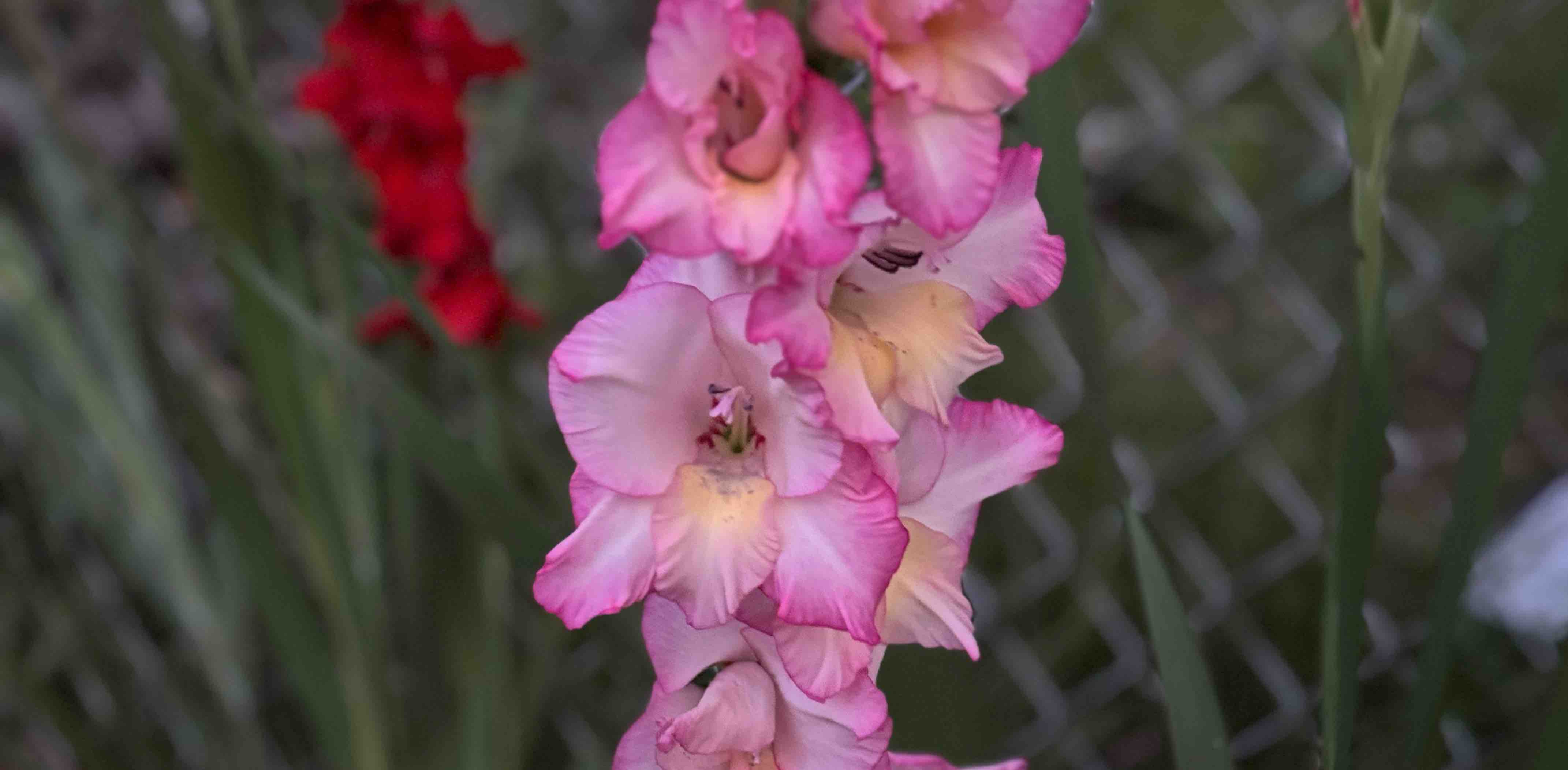 Getting healthy banner