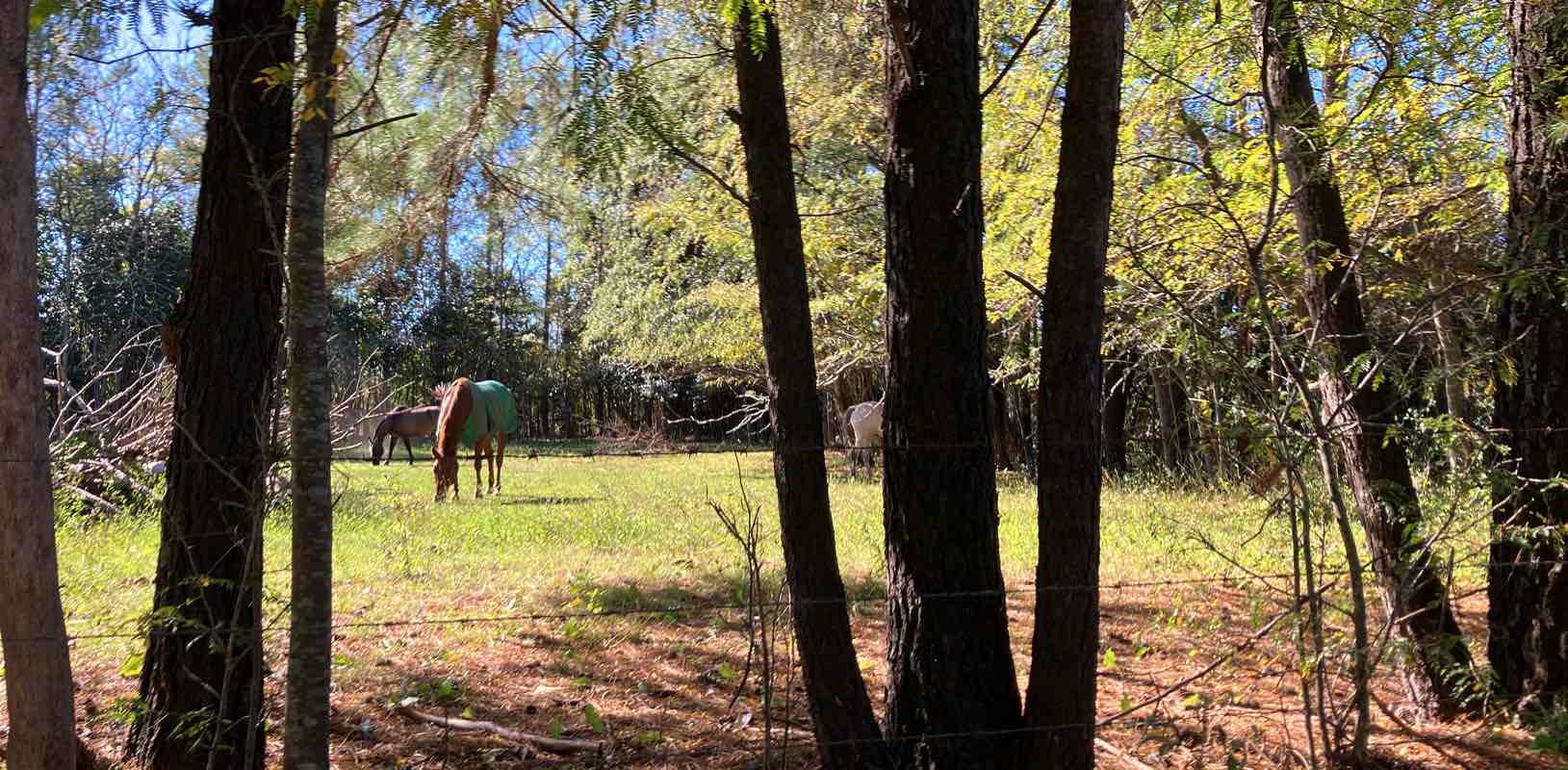 Mujeres Caminando! banner