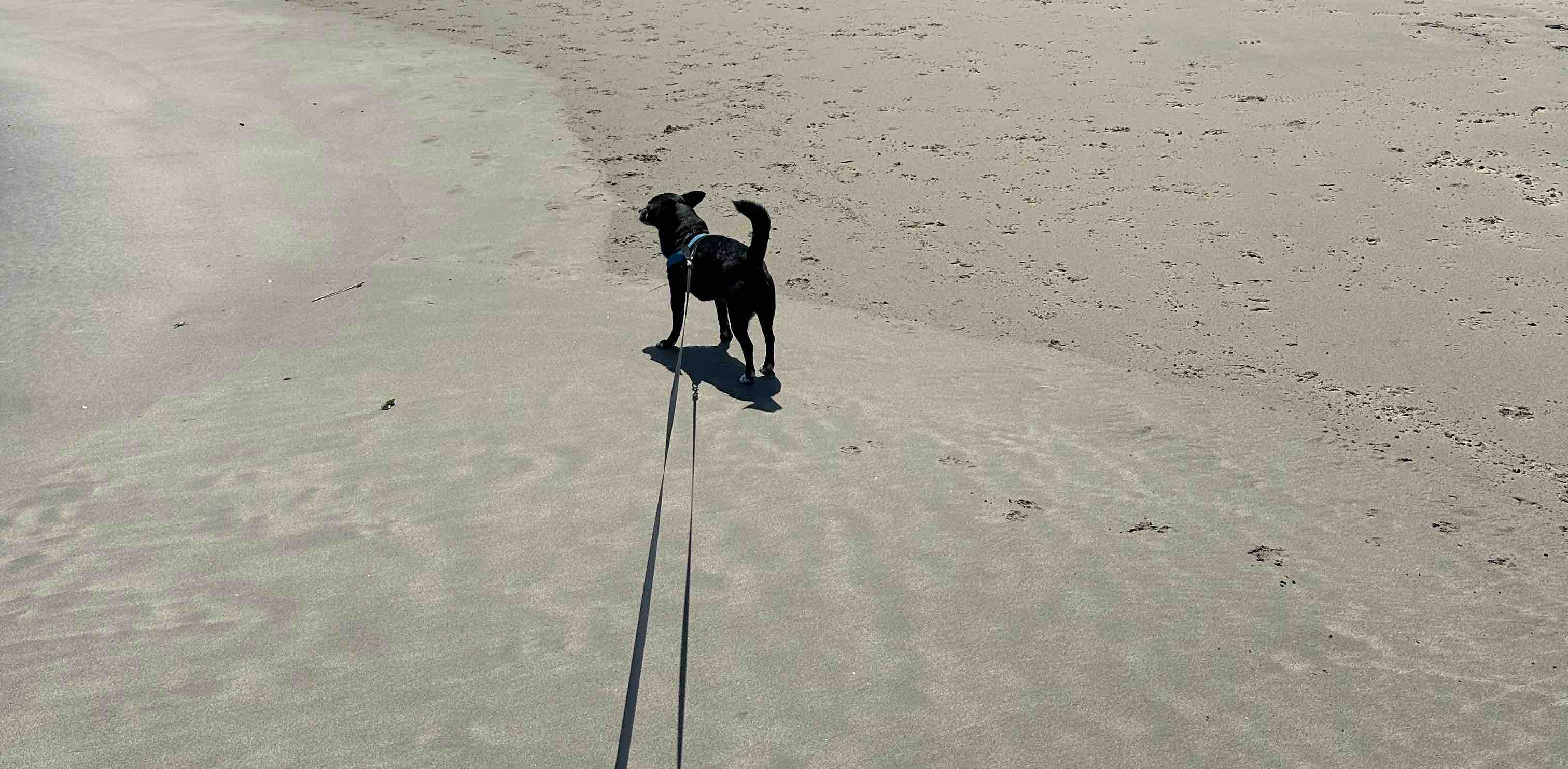 Coastal walking banner