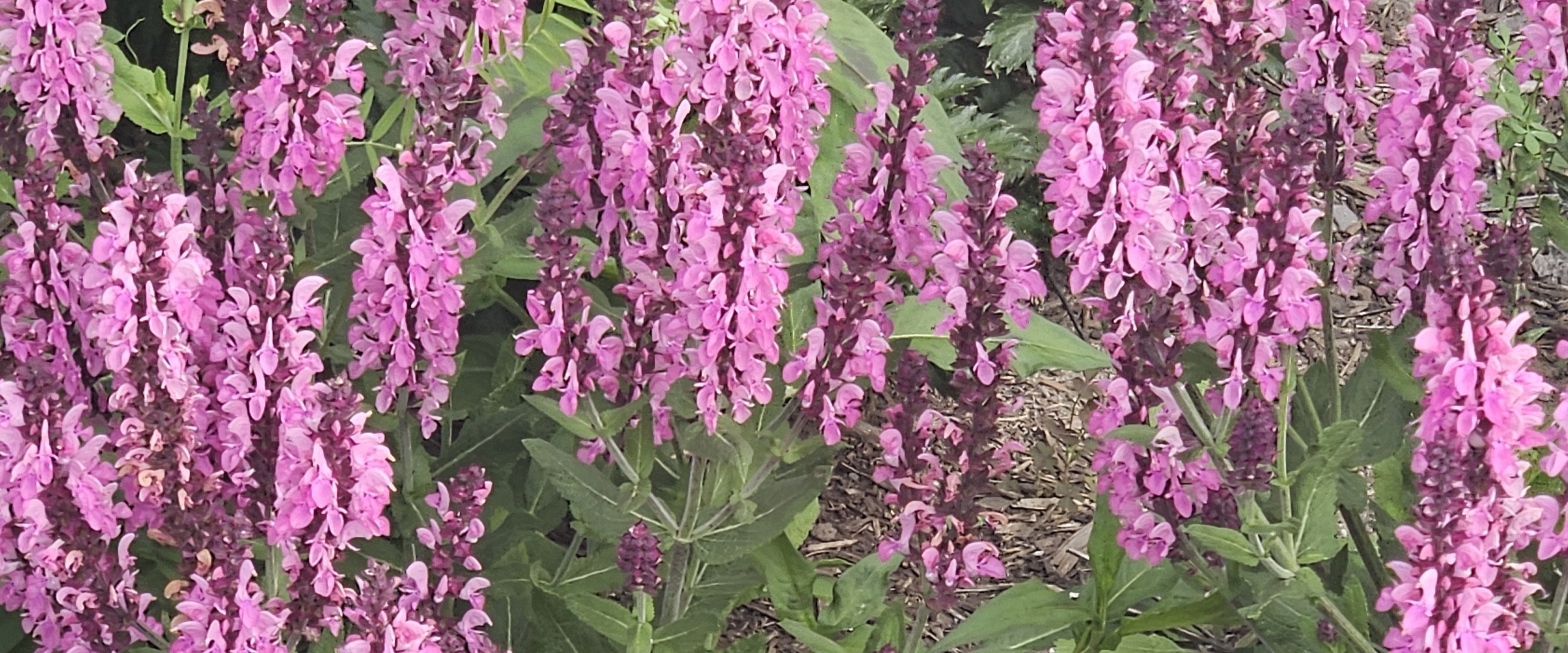 🍓FUN IN THE SUN 🍓 banner