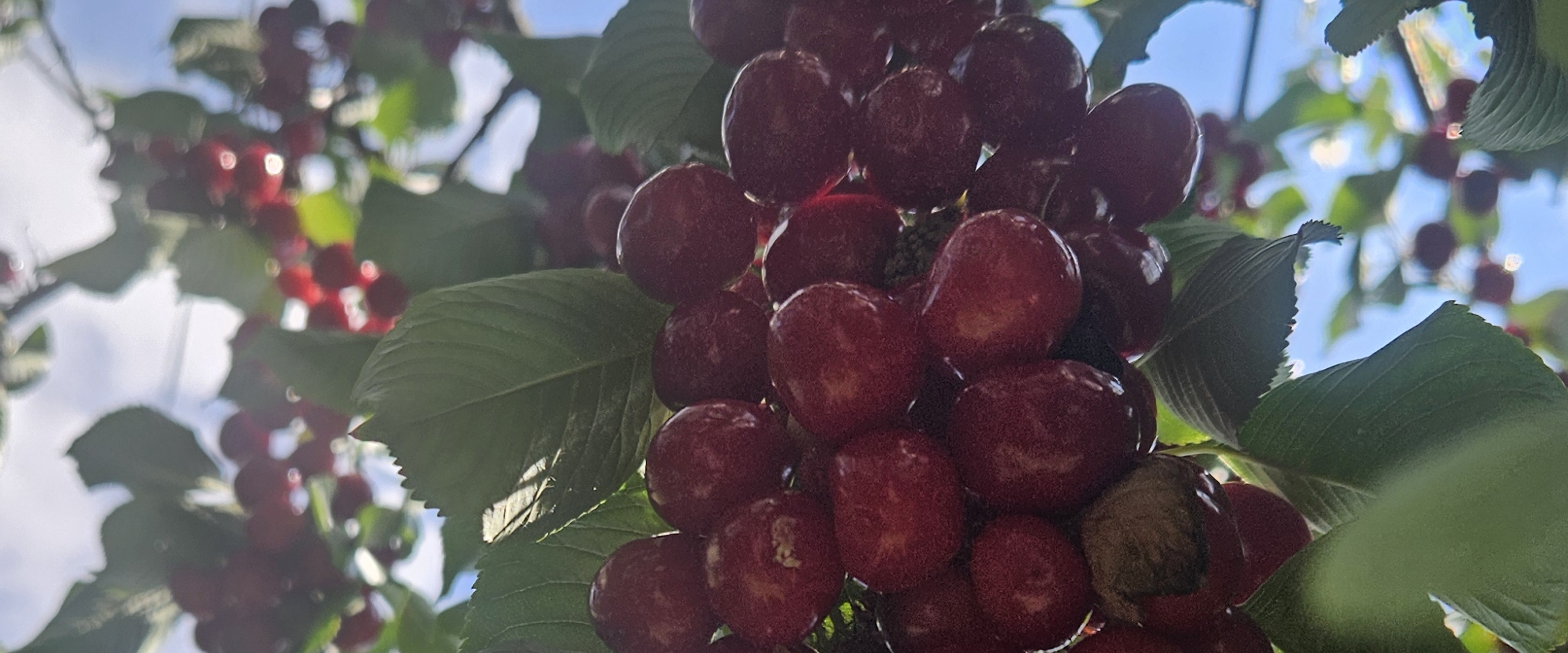 💐🥬🍓🥦GARDENERS 🥦🍓🥬💐 banner