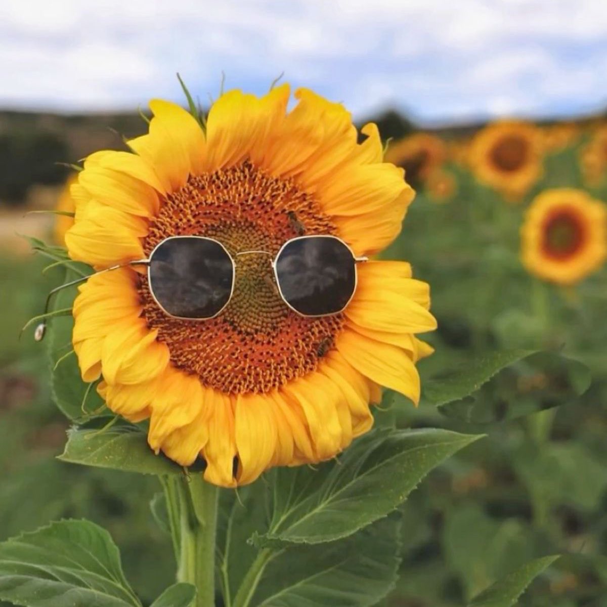 المشي الصيفي✨ logo