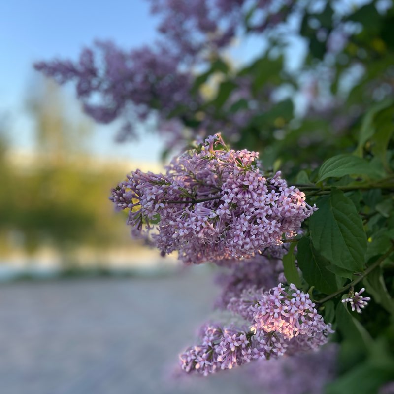 Шагающие по лету logo