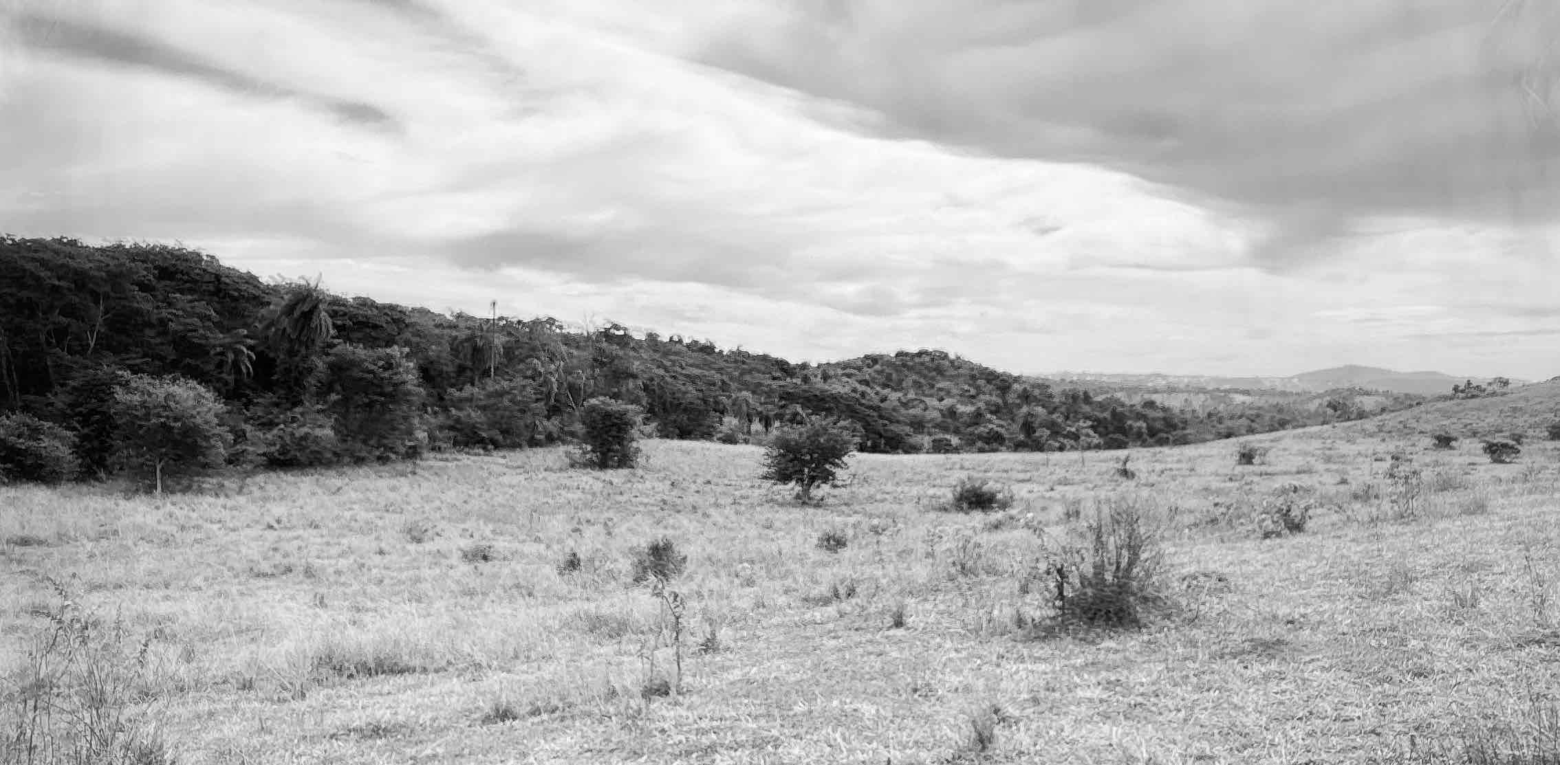 Os peregrinos banner