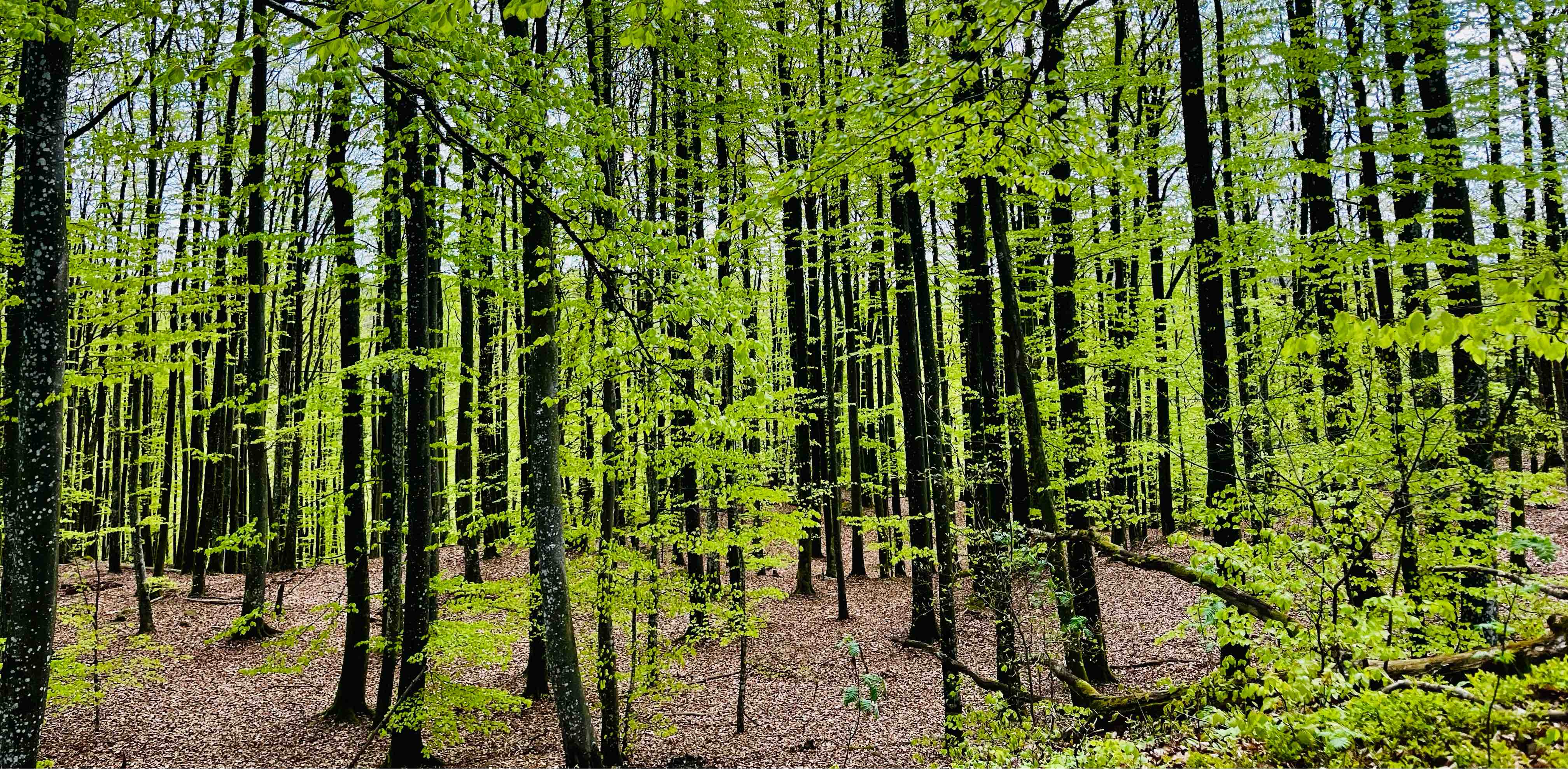 Kästel klubben banner