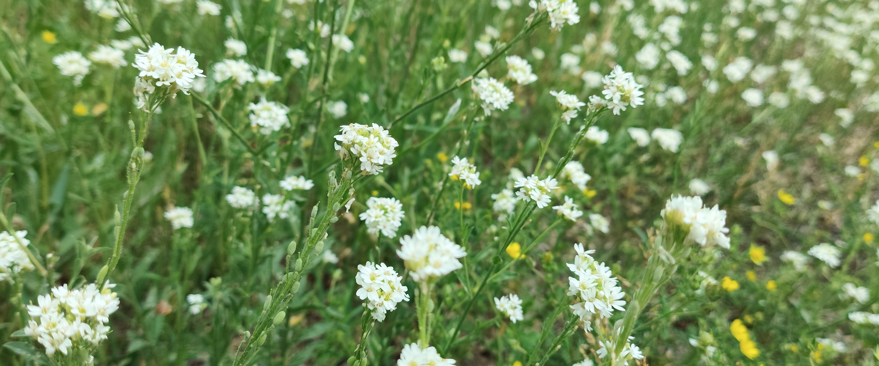 Королевство Кримсон banner