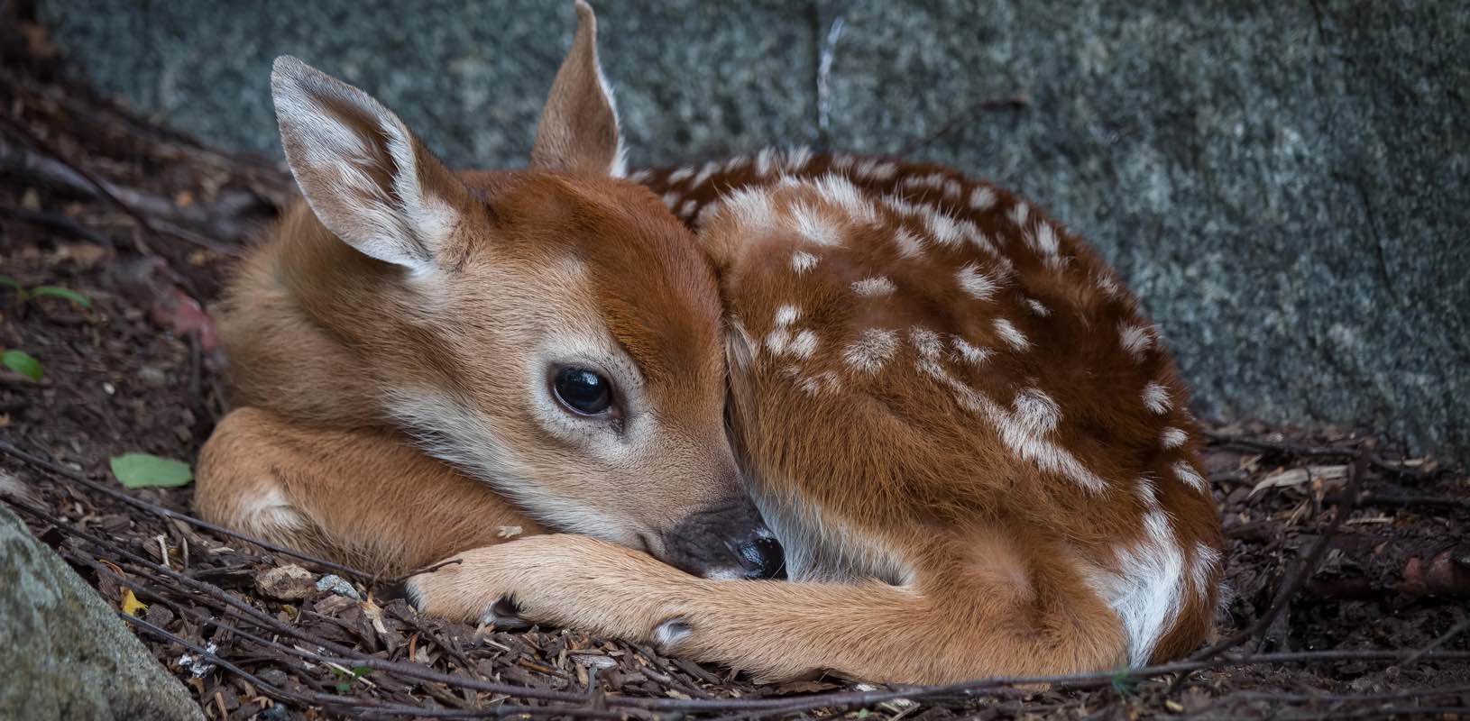 The Cloven Hoof banner