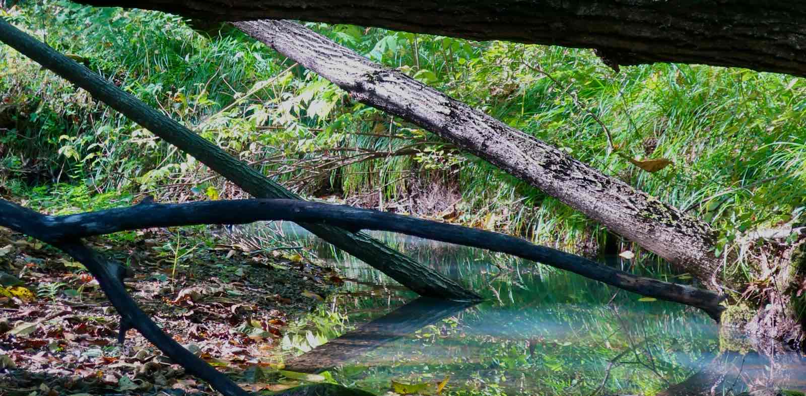 Счастливые шаги banner