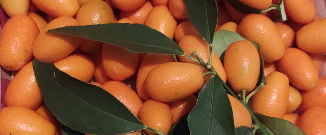🇮🇹KUMQUAT🇮🇹 banner