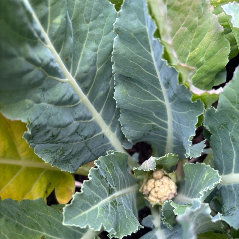 WarriorQueen’s Well-Being  Walkers✨💛✨ logo