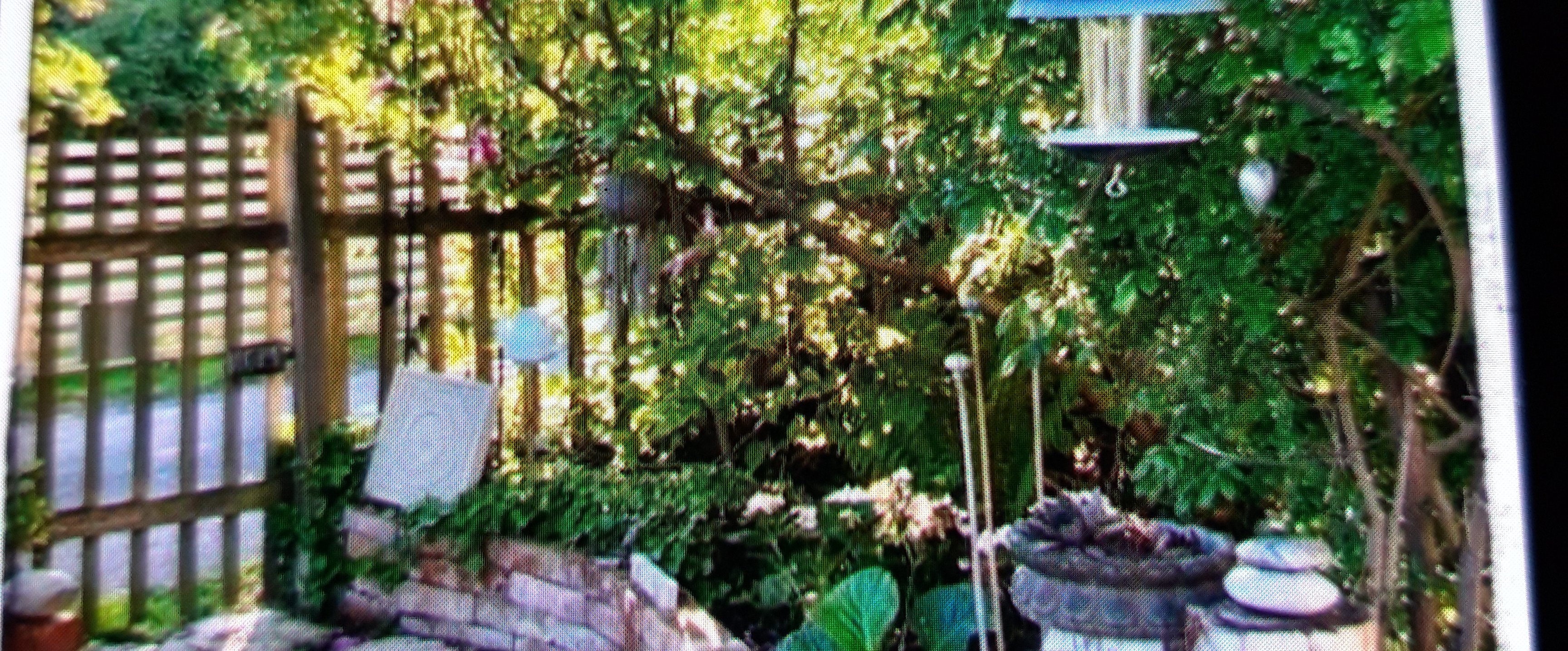 🐞🌱🌻Pacer Run Club 3🏃🏼♀️🏃 banner