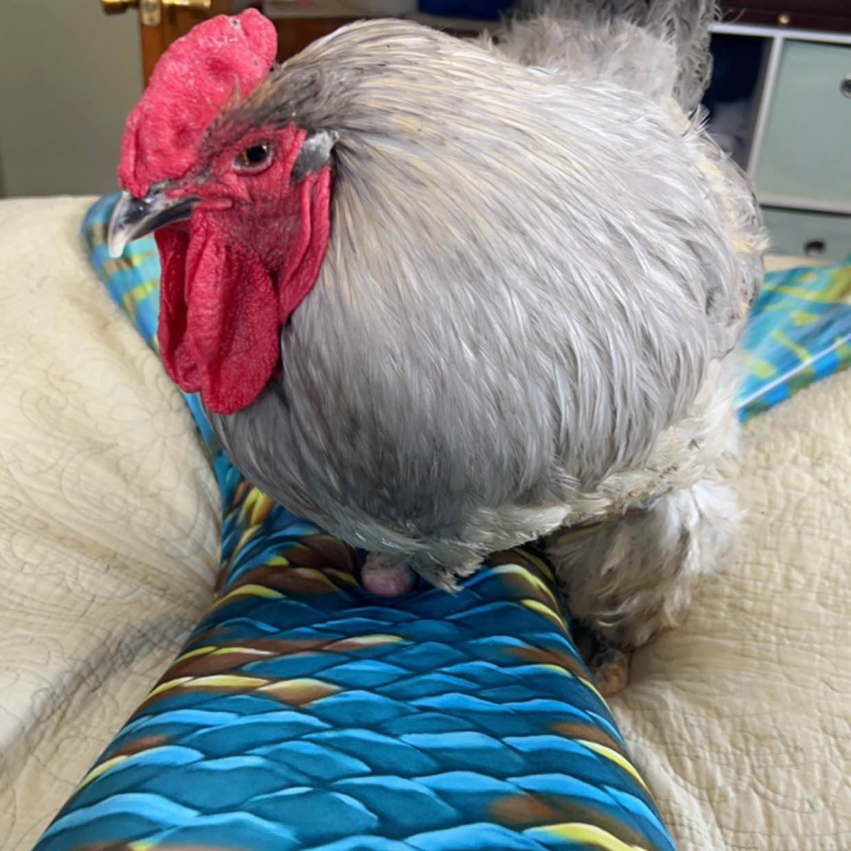 Chickens and Mermaids logo