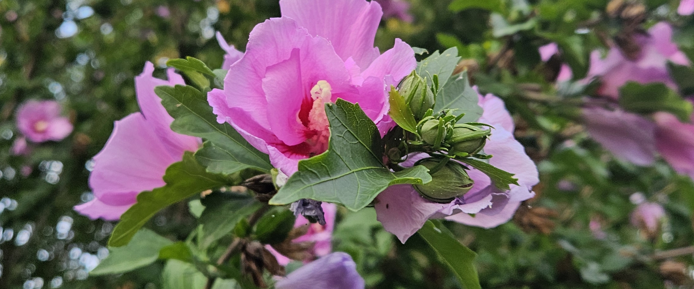 💖🥳DREAM TEAM 🥳💖 banner