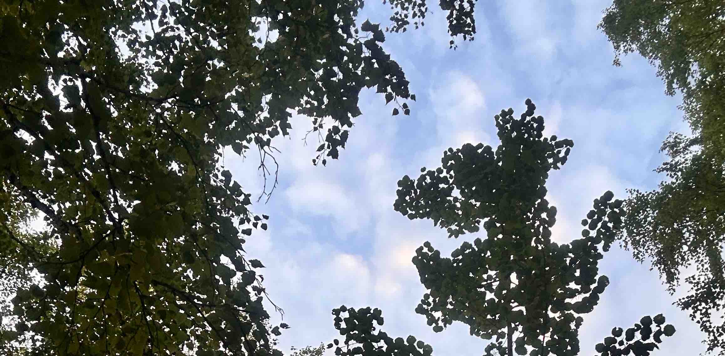 Шагомания🏃‍♀️ banner