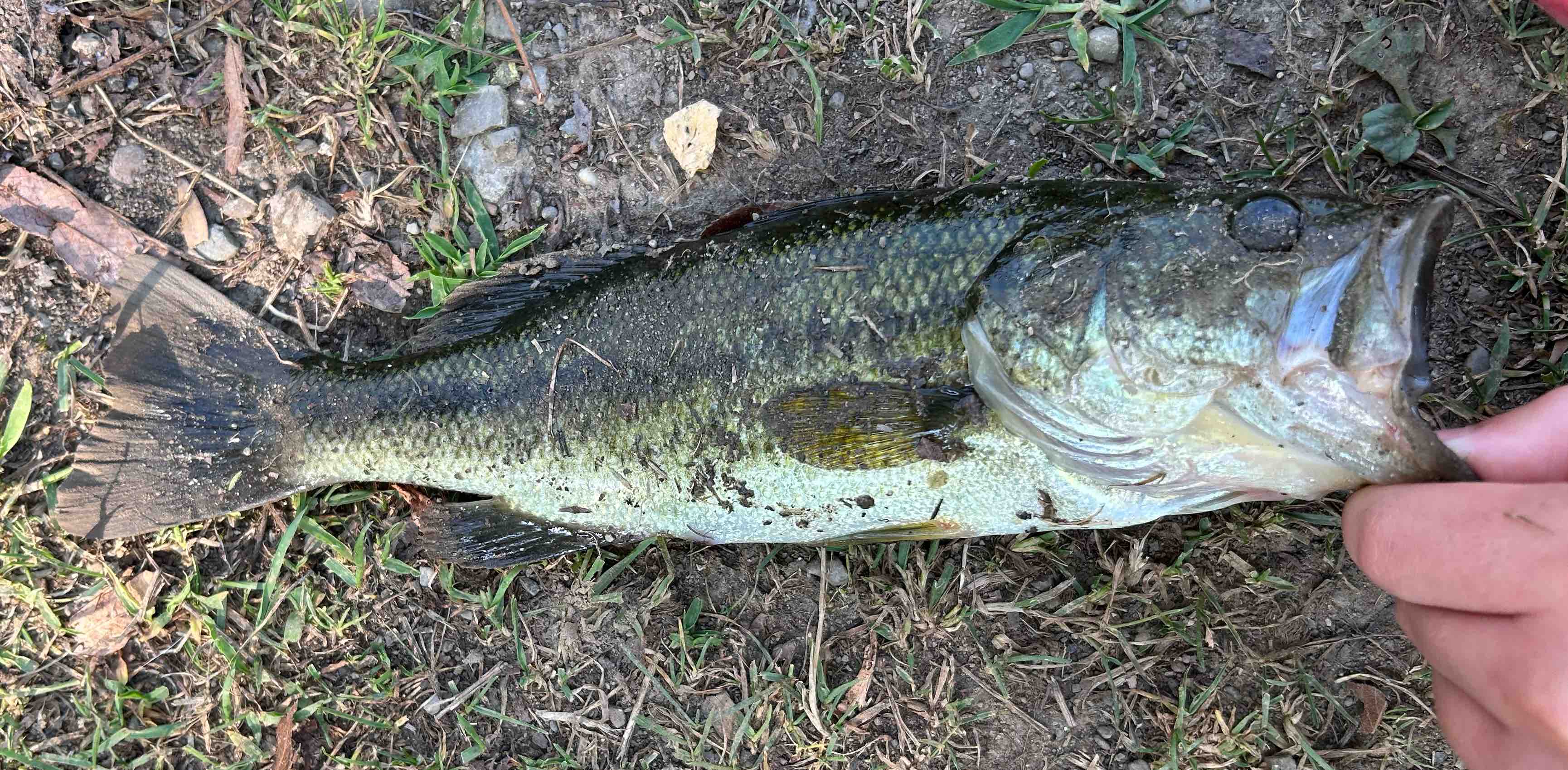 Italians 🇮🇹🍕🍝 banner