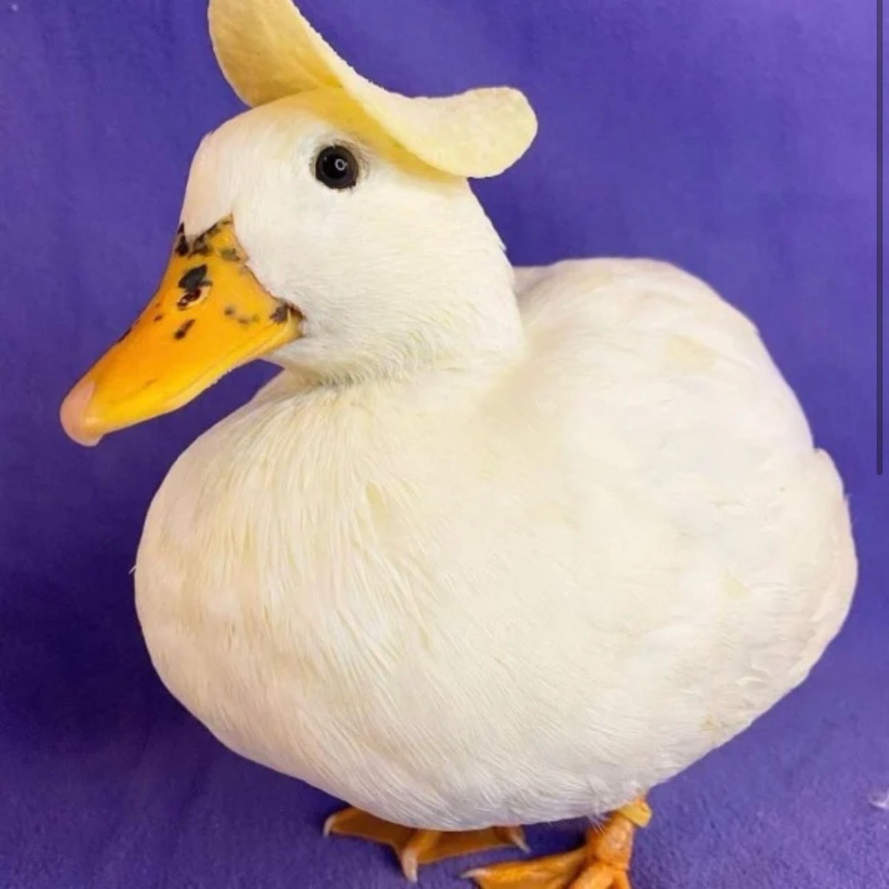 الخسران بطة 🐥 logo